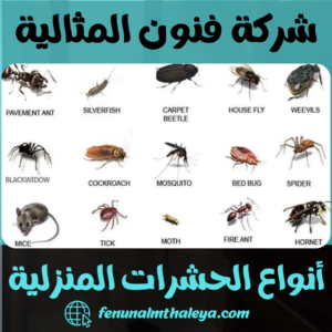 أنواع الحشرات المنزلية